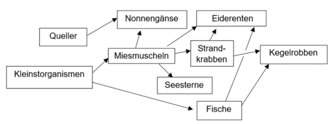 Nahrungsnetz im Meer mit verschiedenen Tieren und Kleinstorganismen